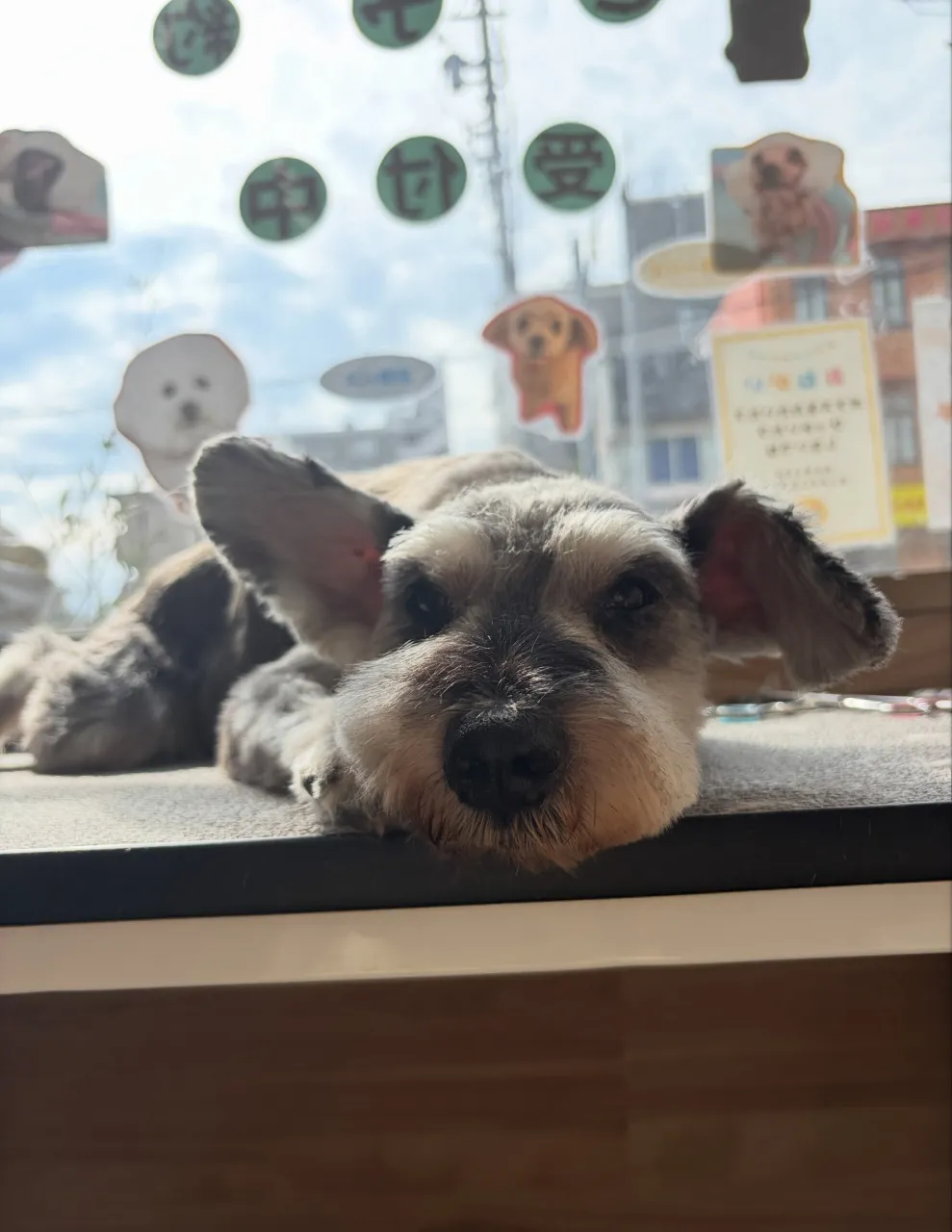 🍃9/19のトリミング🍃シュナウザー🐶|名東区・千種区・守山...