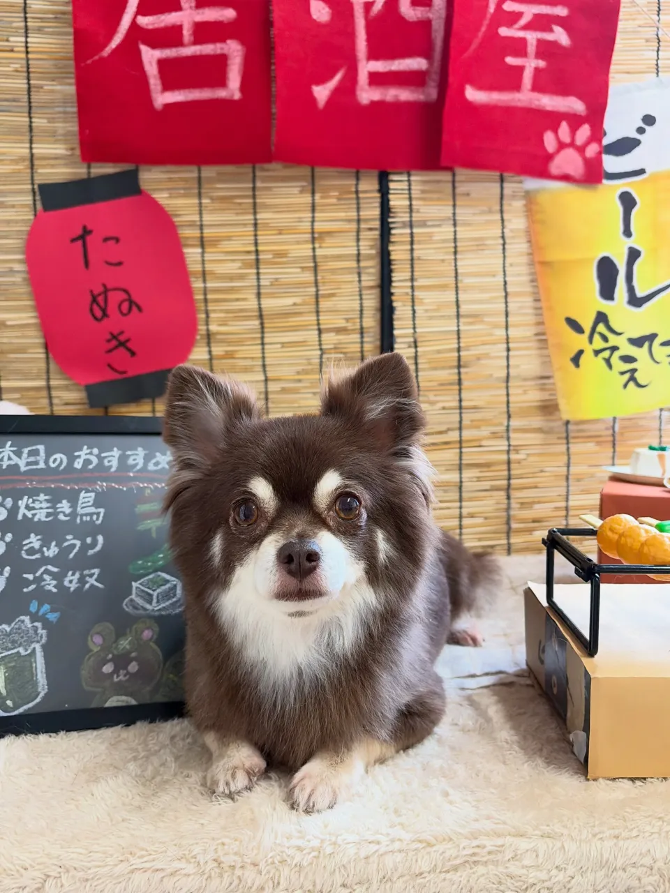 🍃9/19のトリミング🍃チワワ🐶｜名東区・千種区・守山区の動...