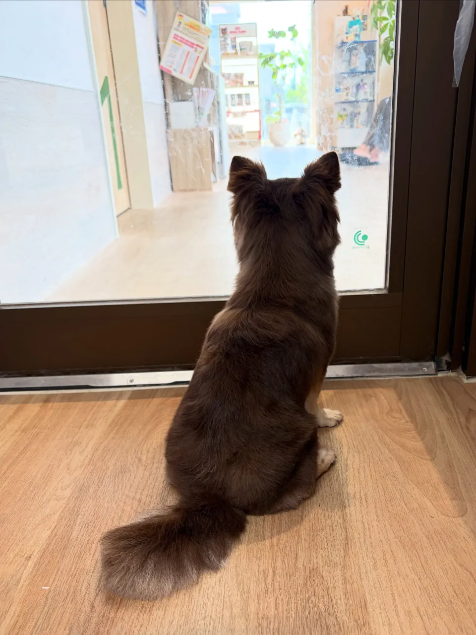 🍃9/19のトリミング🍃チワワ🐶｜名東区・千種区・守山区の動...