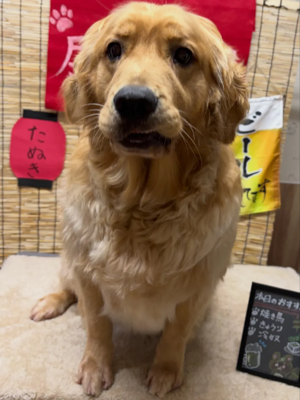 🍃9/19のトリミング🍃ゴールデンレトリバー🐶|名東区・千種...