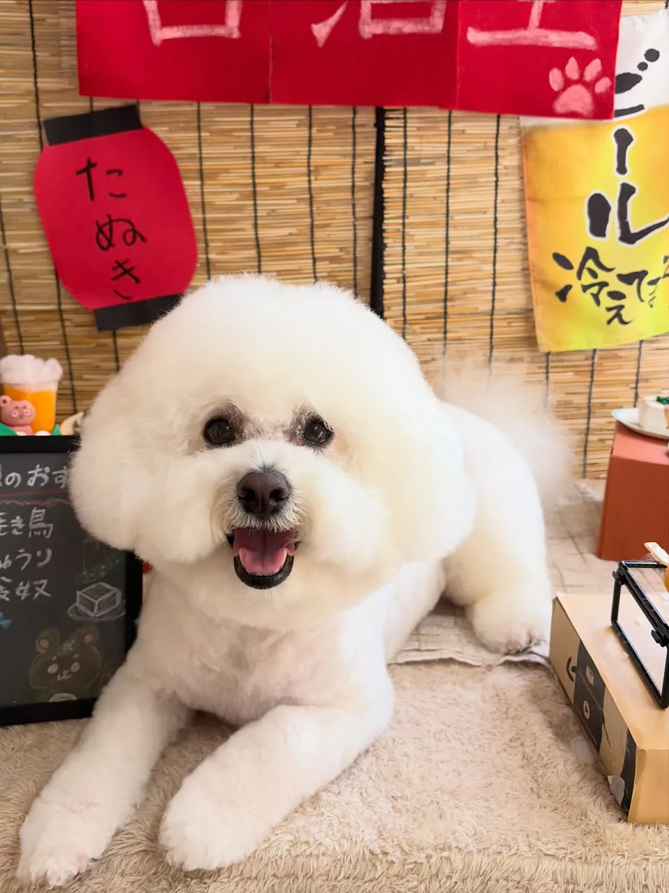 🍃9/19のトリミング🍃ビションフリーゼ🐶|名東区・千種区・...