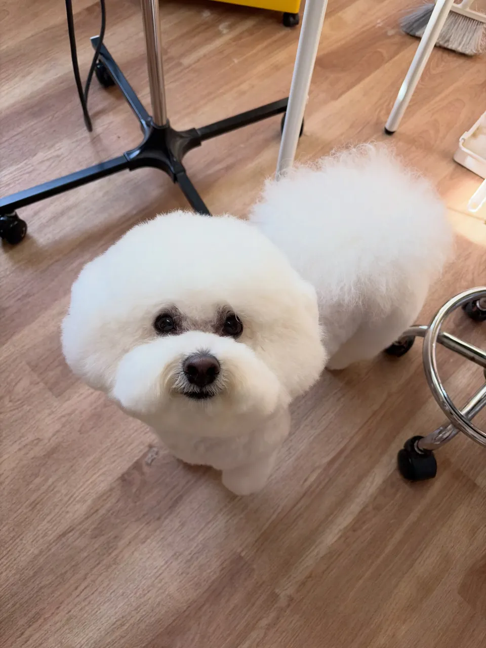 🍃9/19のトリミング🍃ビションフリーゼ🐶|名東区・千種区・...