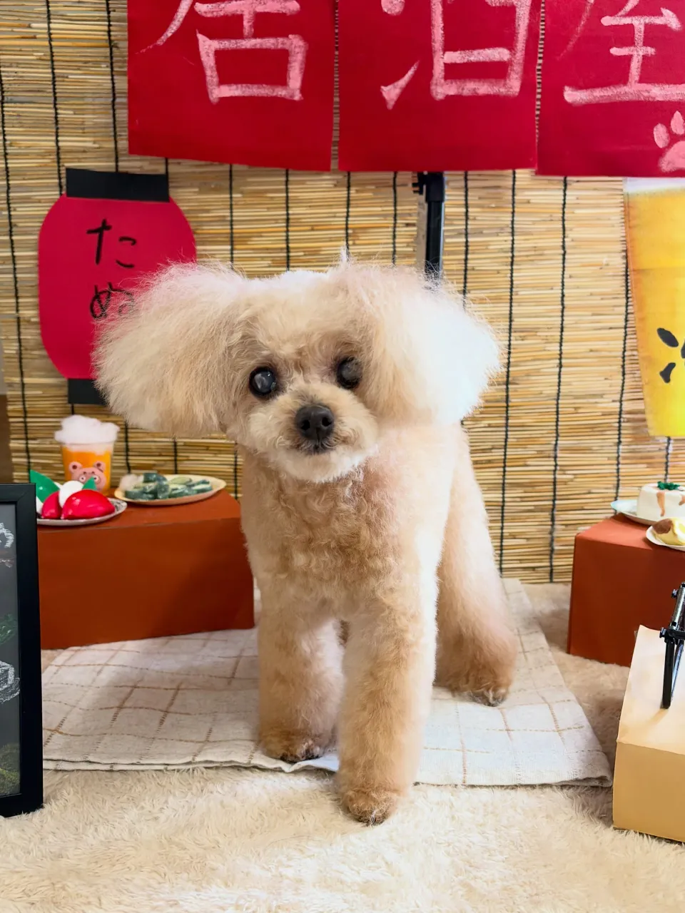 🍃9/20のトリミング🍃プードル🐶｜名東区・千種区・守山区の...