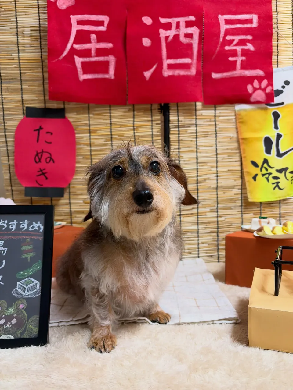 🍃9/20のトリミング🍃シーズー🐶ダックス🐶チワワ🐶|名東区...