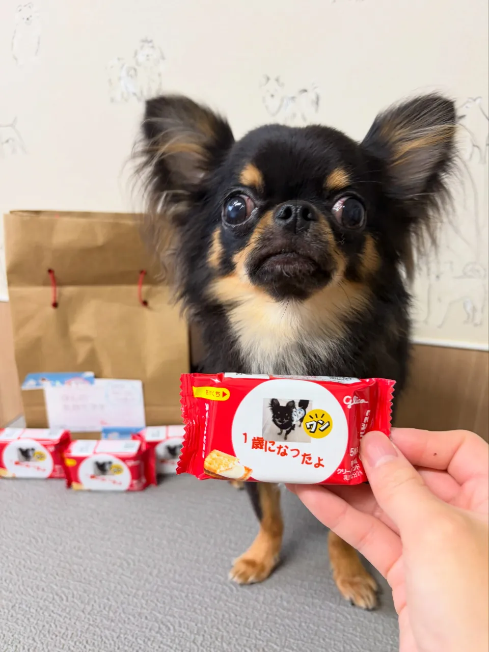🍃9/20のトリミング🍃シーズー🐶ダックス🐶チワワ🐶|名東区...