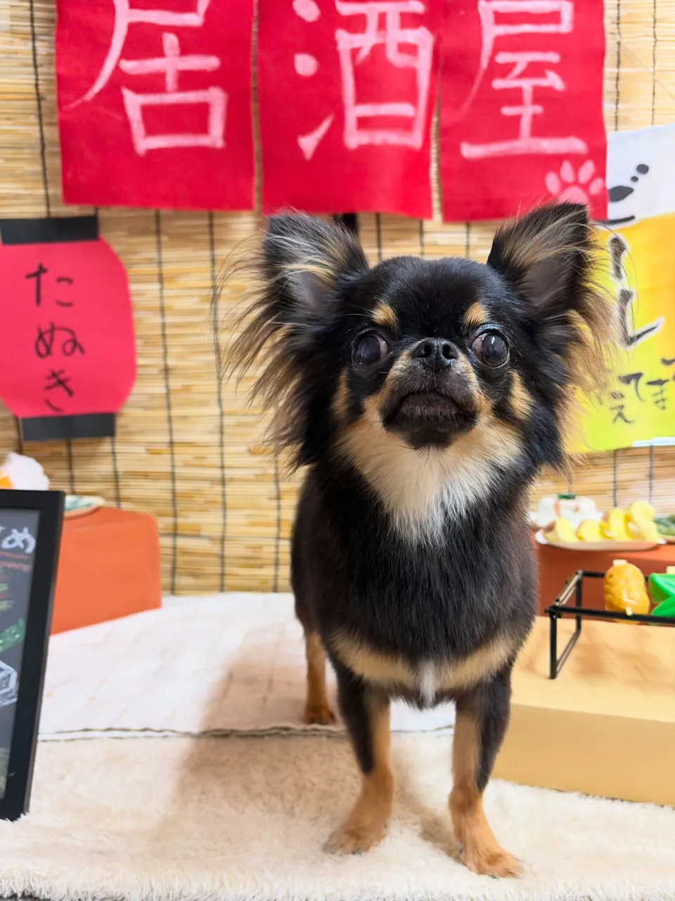 🍃9/20のトリミング🍃シーズー🐶ダックス🐶チワワ🐶|名東区...