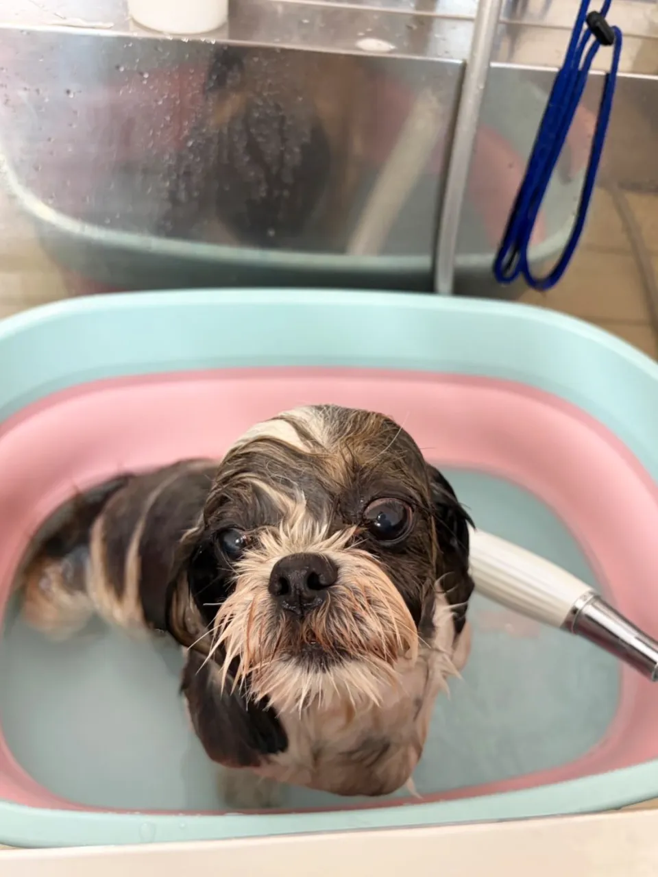 🍃9/20のトリミング🍃シーズー🐶ダックス🐶チワワ🐶|名東区...