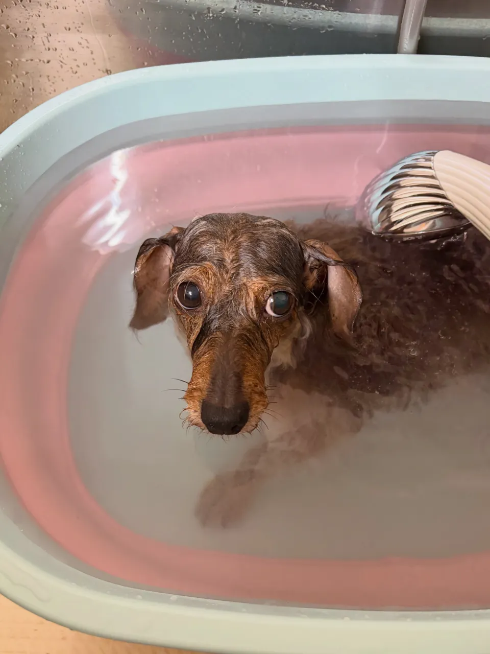 🍃9/20のトリミング🍃シーズー🐶ダックス🐶チワワ🐶|名東区...