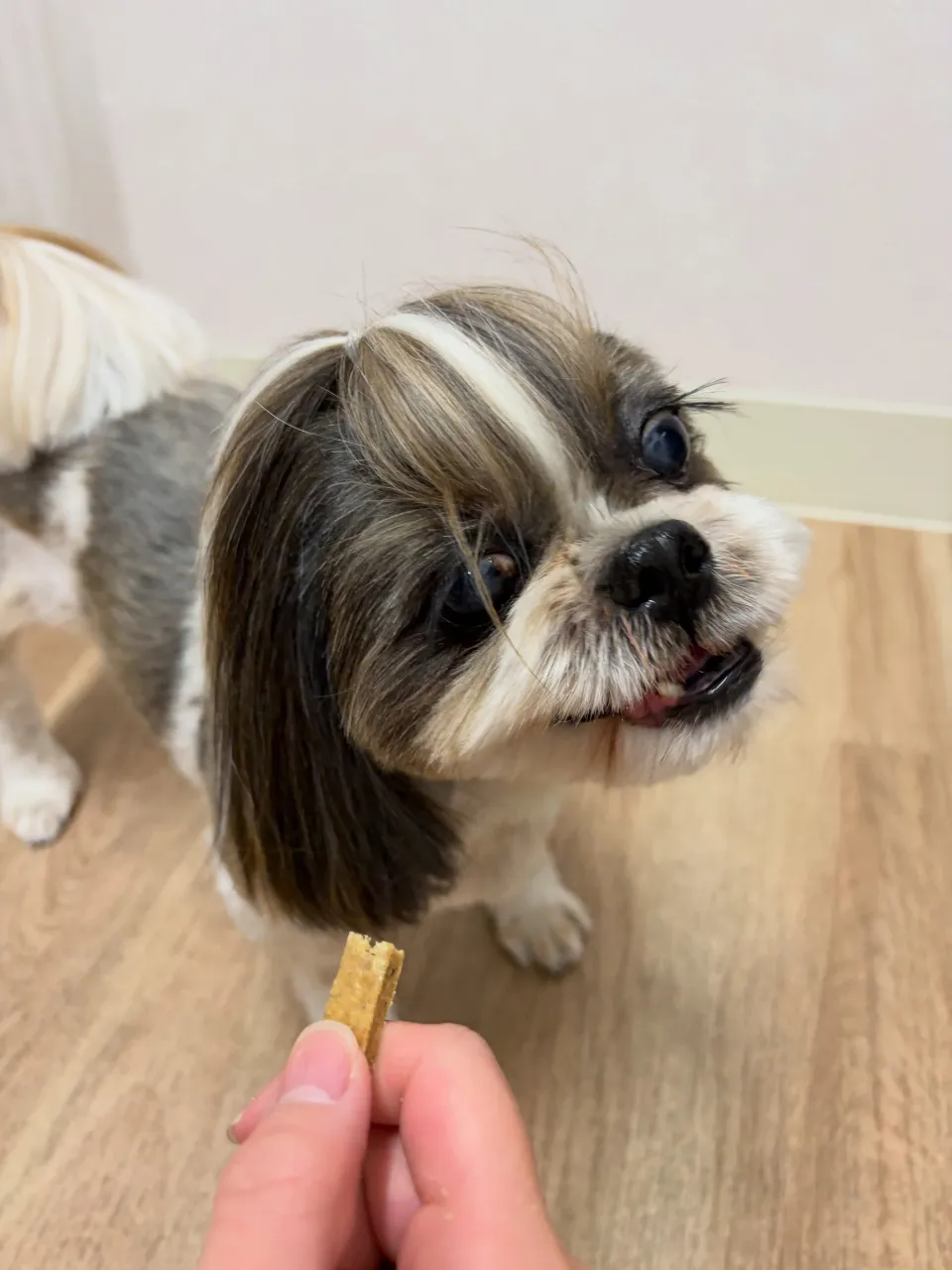 🍃9/20のトリミング🍃シーズー🐶ダックス🐶チワワ🐶|名東区...