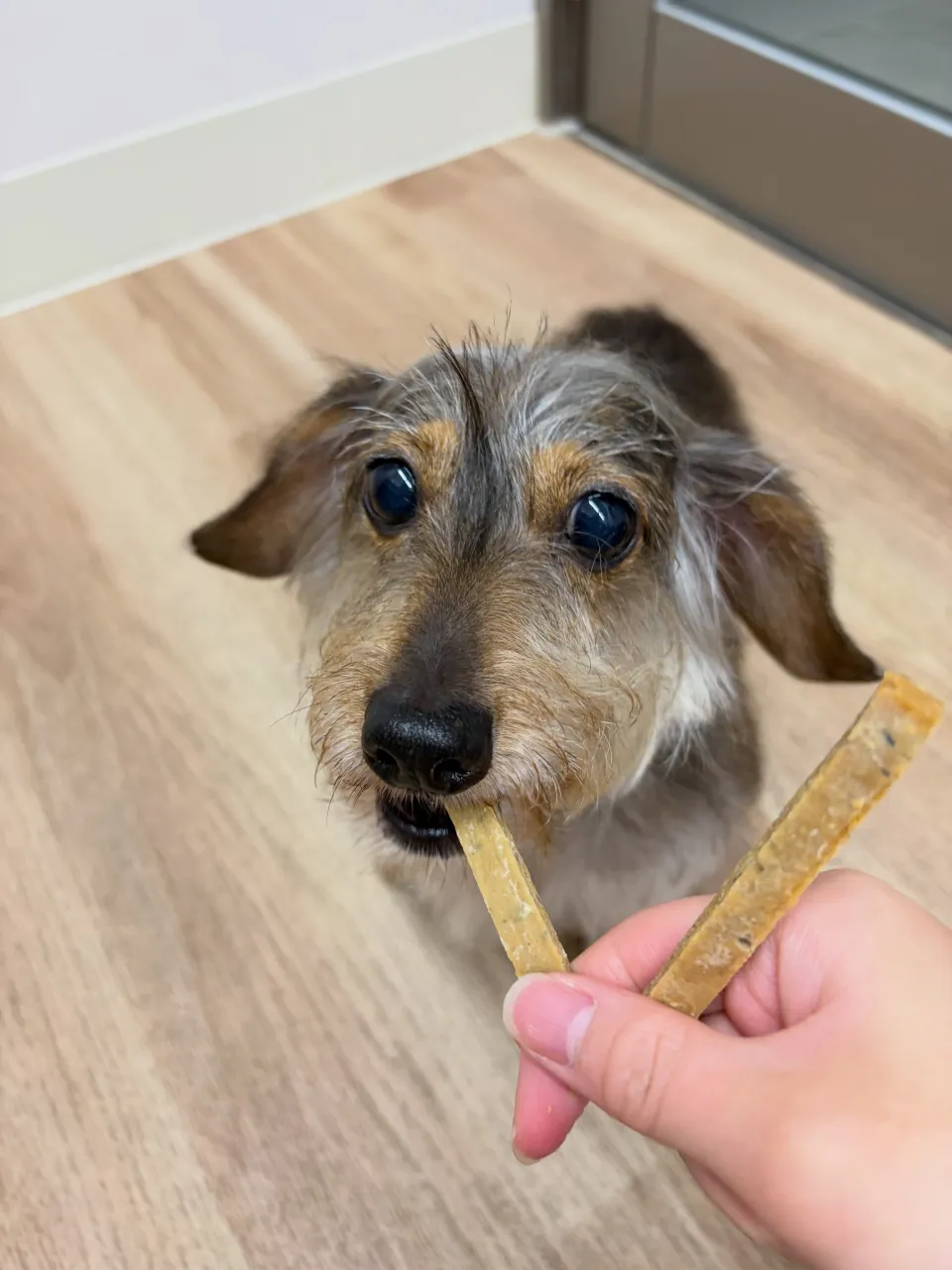 🍃9/20のトリミング🍃シーズー🐶ダックス🐶チワワ🐶|名東区...