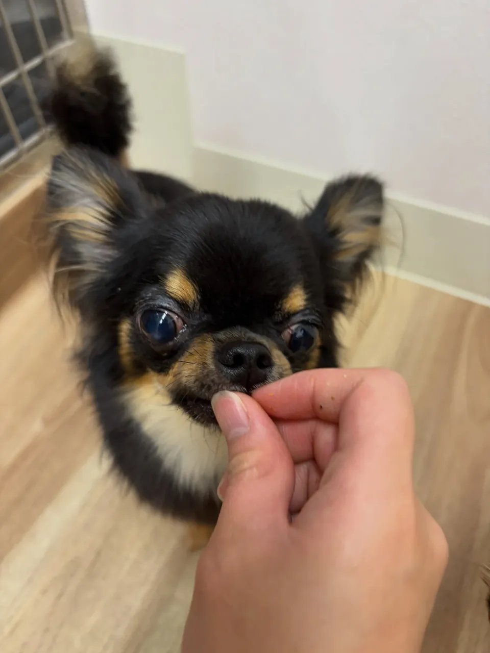 🍃9/20のトリミング🍃シーズー🐶ダックス🐶チワワ🐶|名東区...