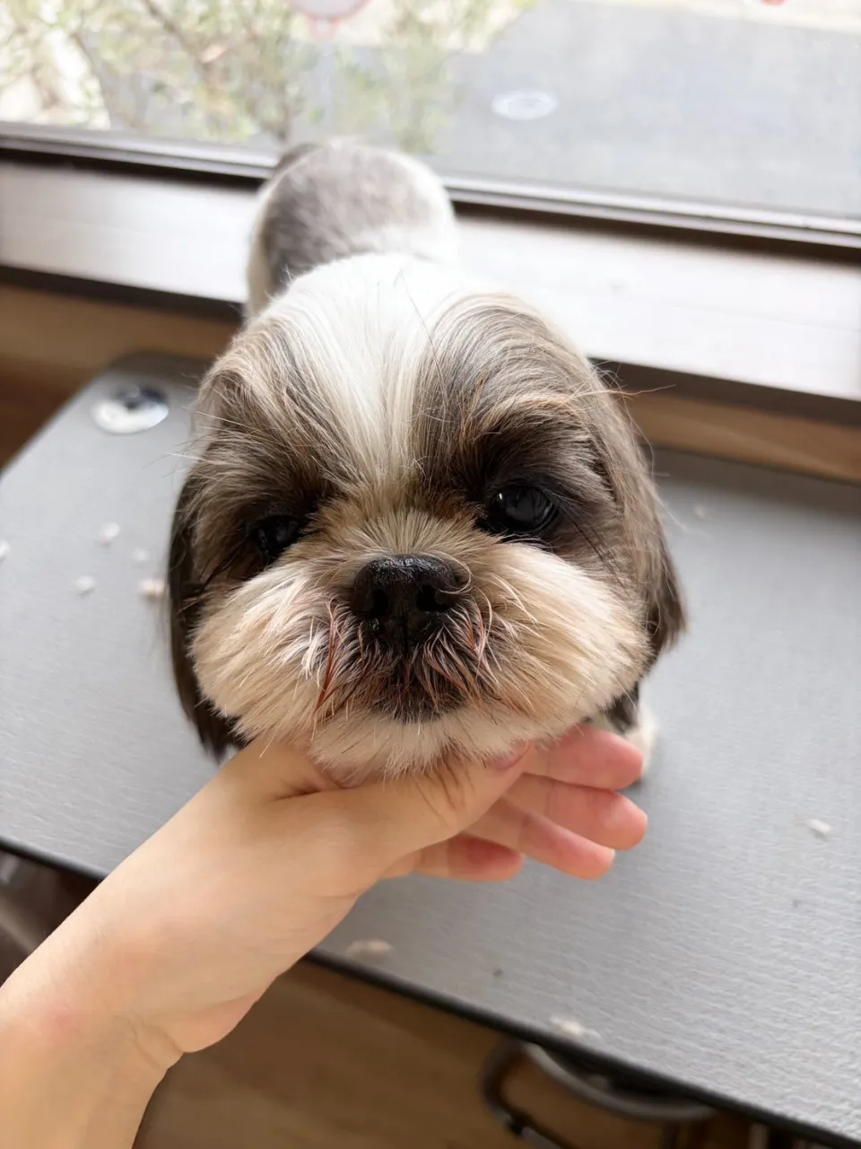 🍃9/20のトリミング🍃シーズー🐶ダックス🐶チワワ🐶|名東区...