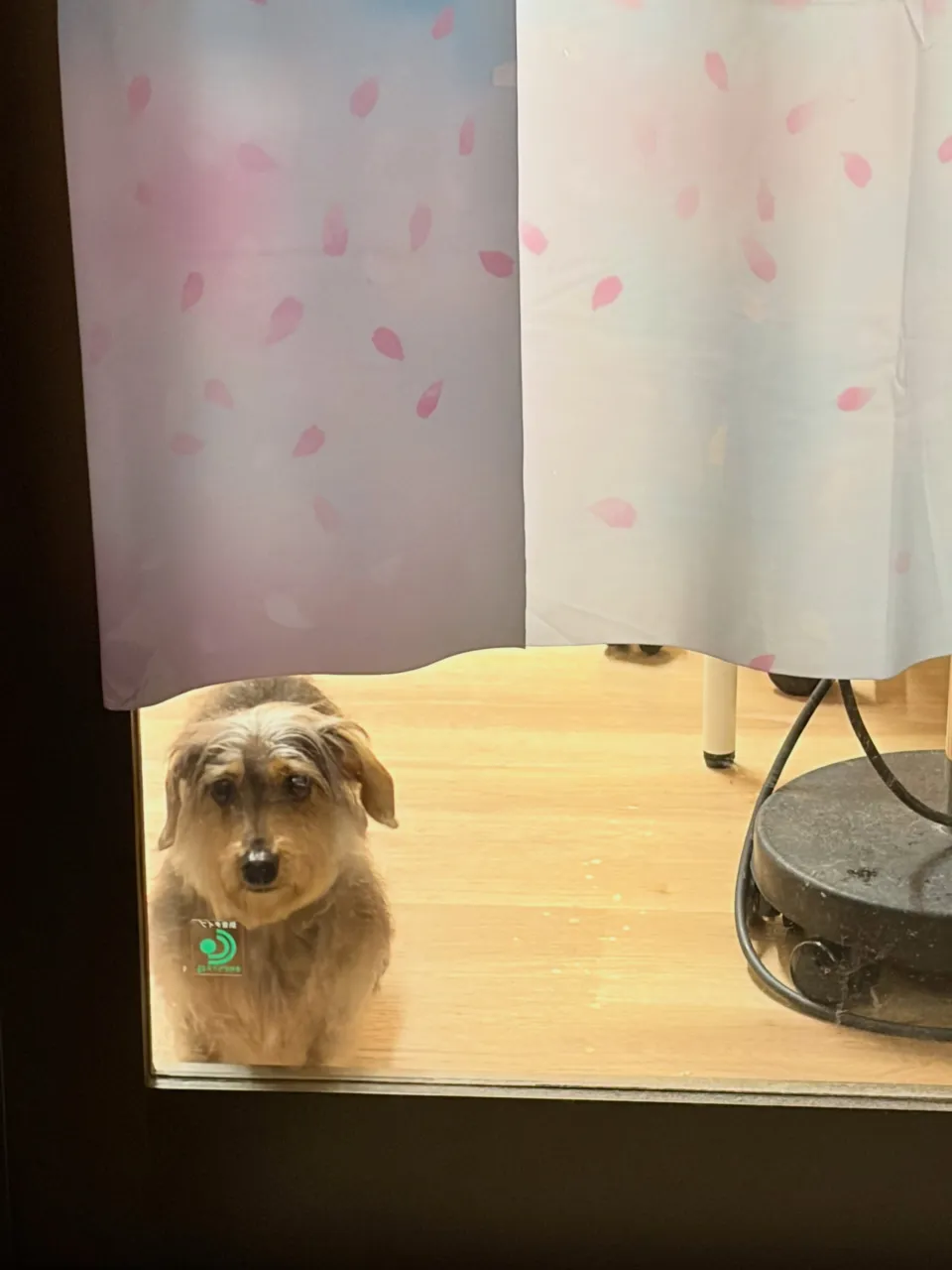 🍃9/20のトリミング🍃シーズー🐶ダックス🐶チワワ🐶|名東区...