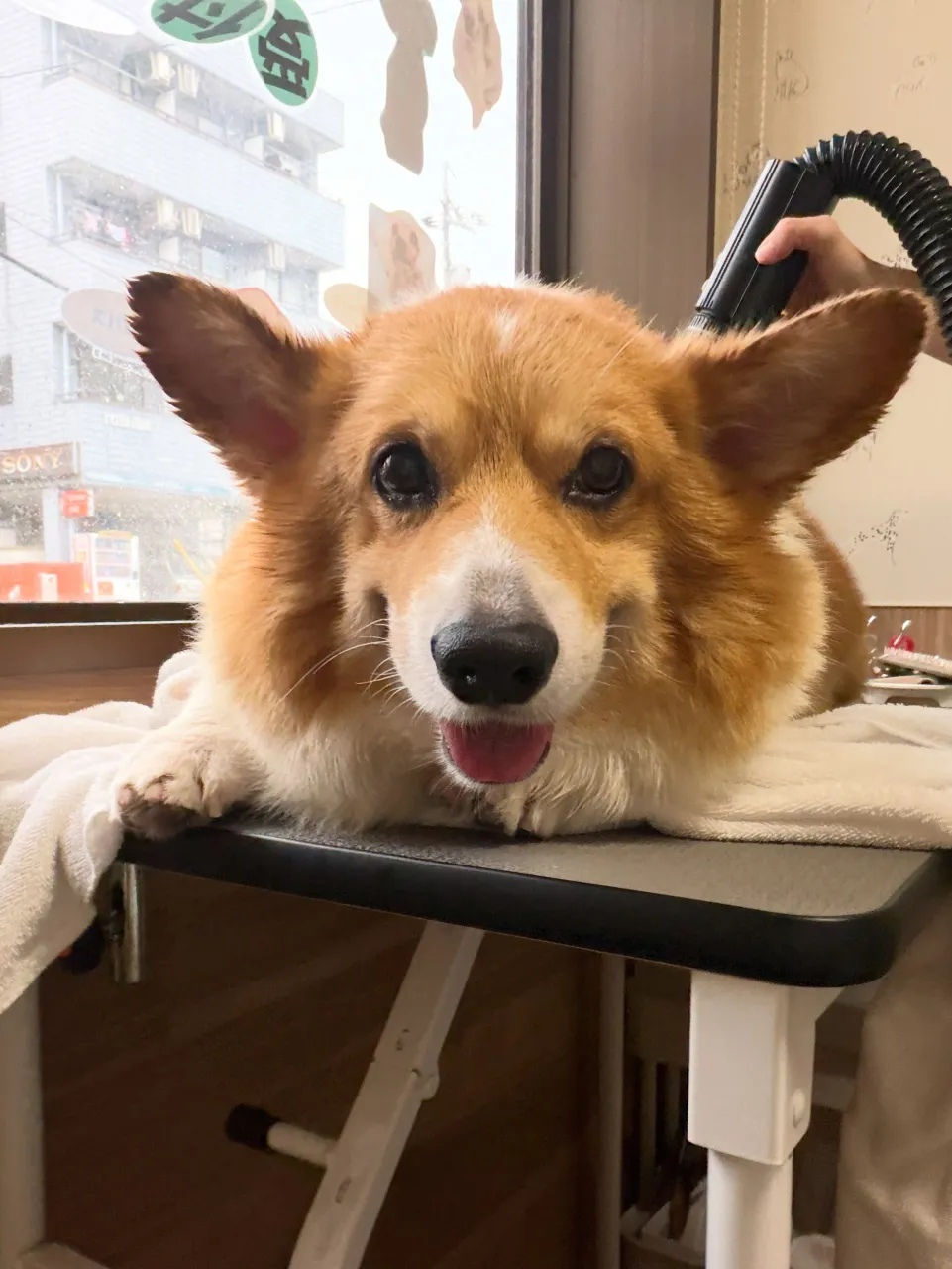 🍃9/20のトリミング🍃コーギー🐶｜名東区・千種区・守山区の...