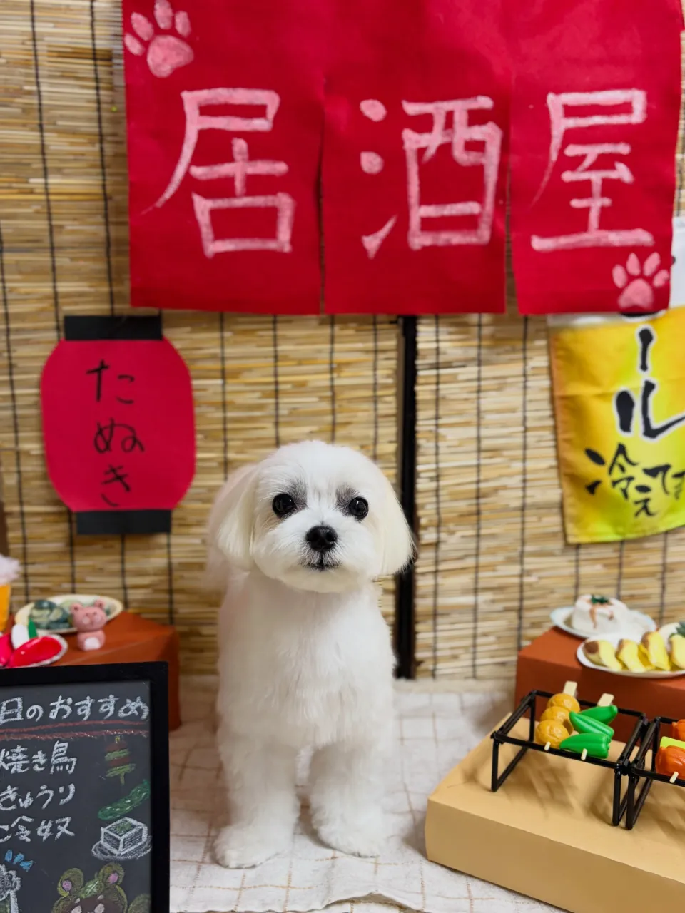🍃9/21のトリミング🍃マルチーズ🐶｜名東区・千種区・守山区...