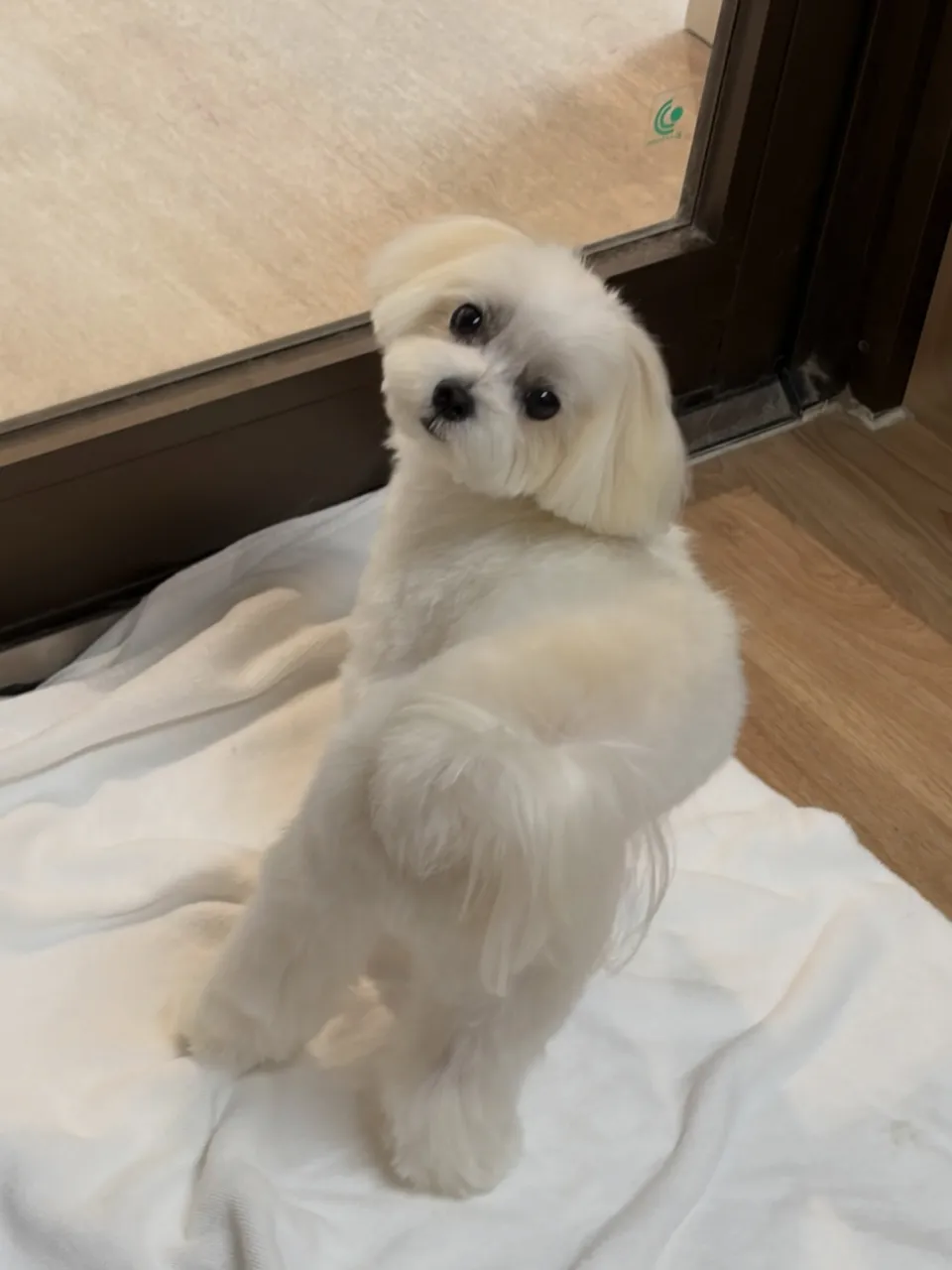 🍃9/21のトリミング🍃マルチーズ🐶｜名東区・千種区・守山区...