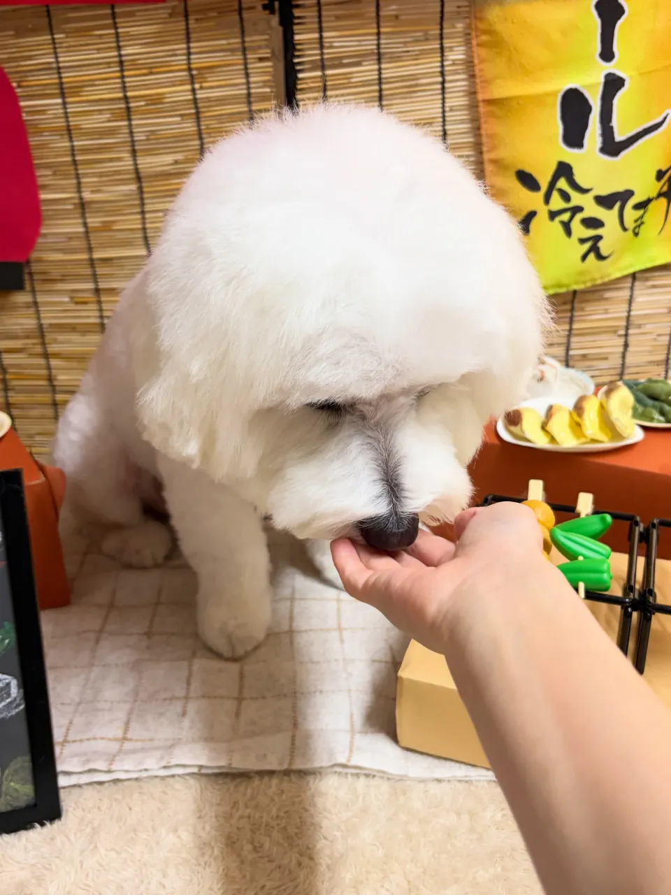 🍃9/21のトリミング🍃ミックス犬🐶｜名東区・千種区・守山区...