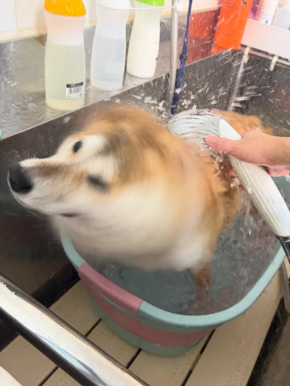 🍃9/22のトリミング🍃柴犬🐶|名東区・千種区・守山区の動物...