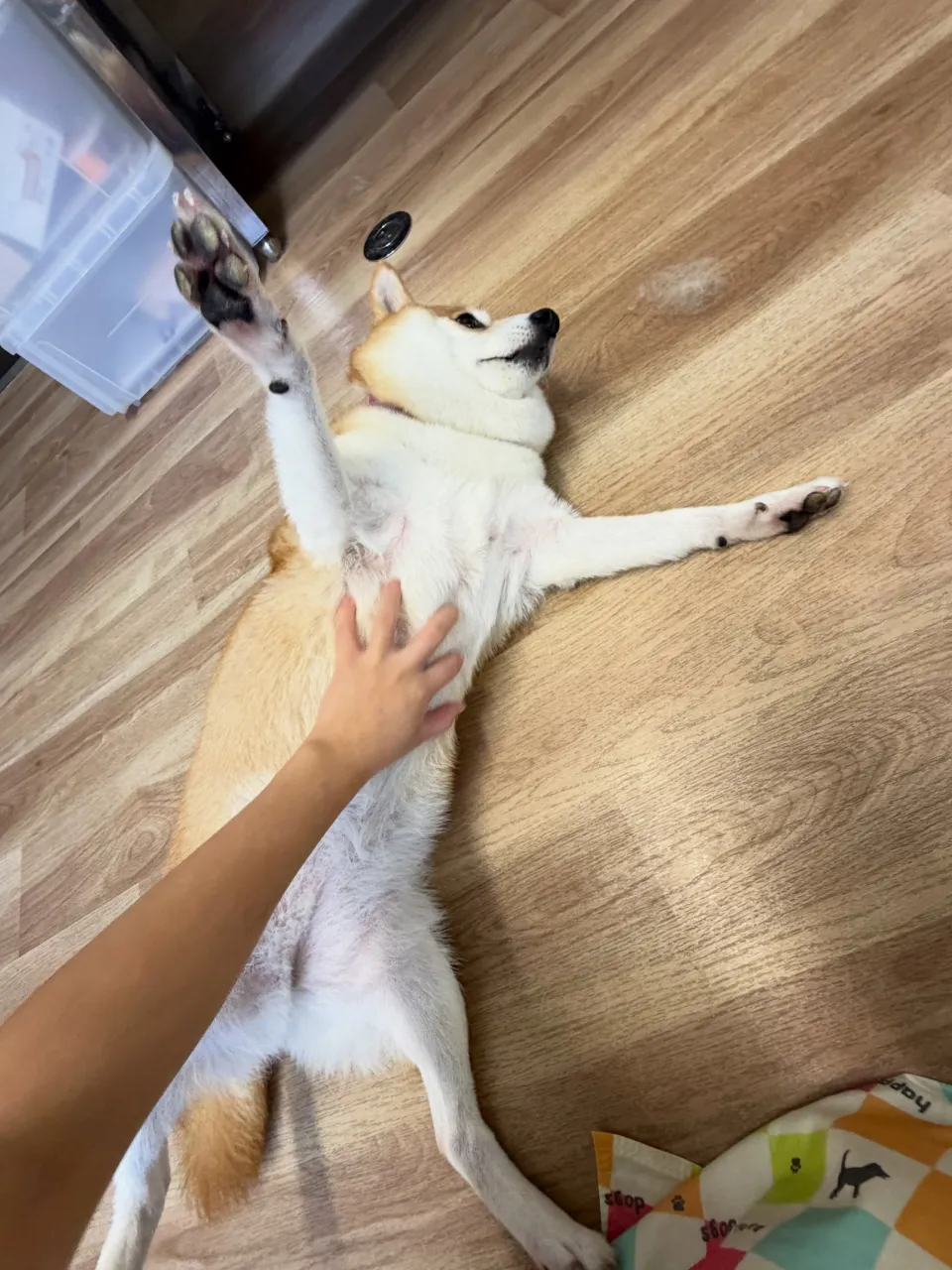 🍃9/22のトリミング🍃柴犬🐶|名東区・千種区・守山区の動物...