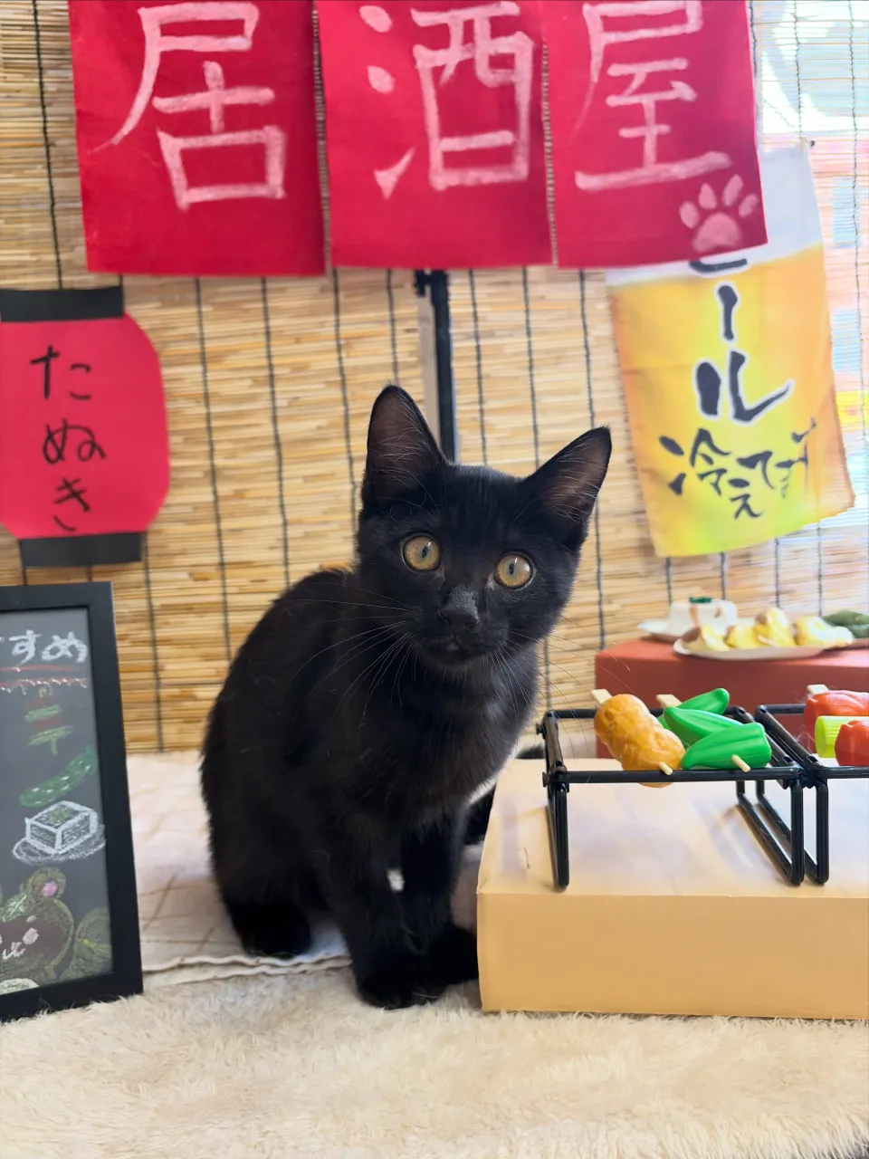 🍃9/22のトリミング🍃MIX🐱｜名東区・千種区・守山区の動...