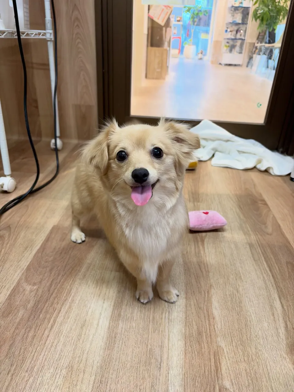 🍃9/22のトリミング🍃ミックス犬🐶|名東区・千種区・守山区...