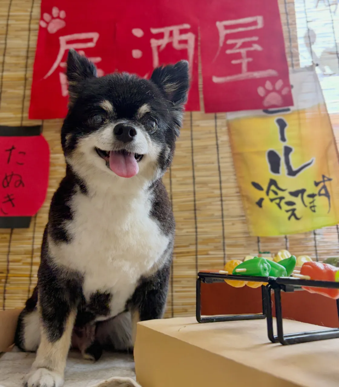 🍃9/23のトリミング🍃チワワ🐶｜名東区・千種区・守山区の動...