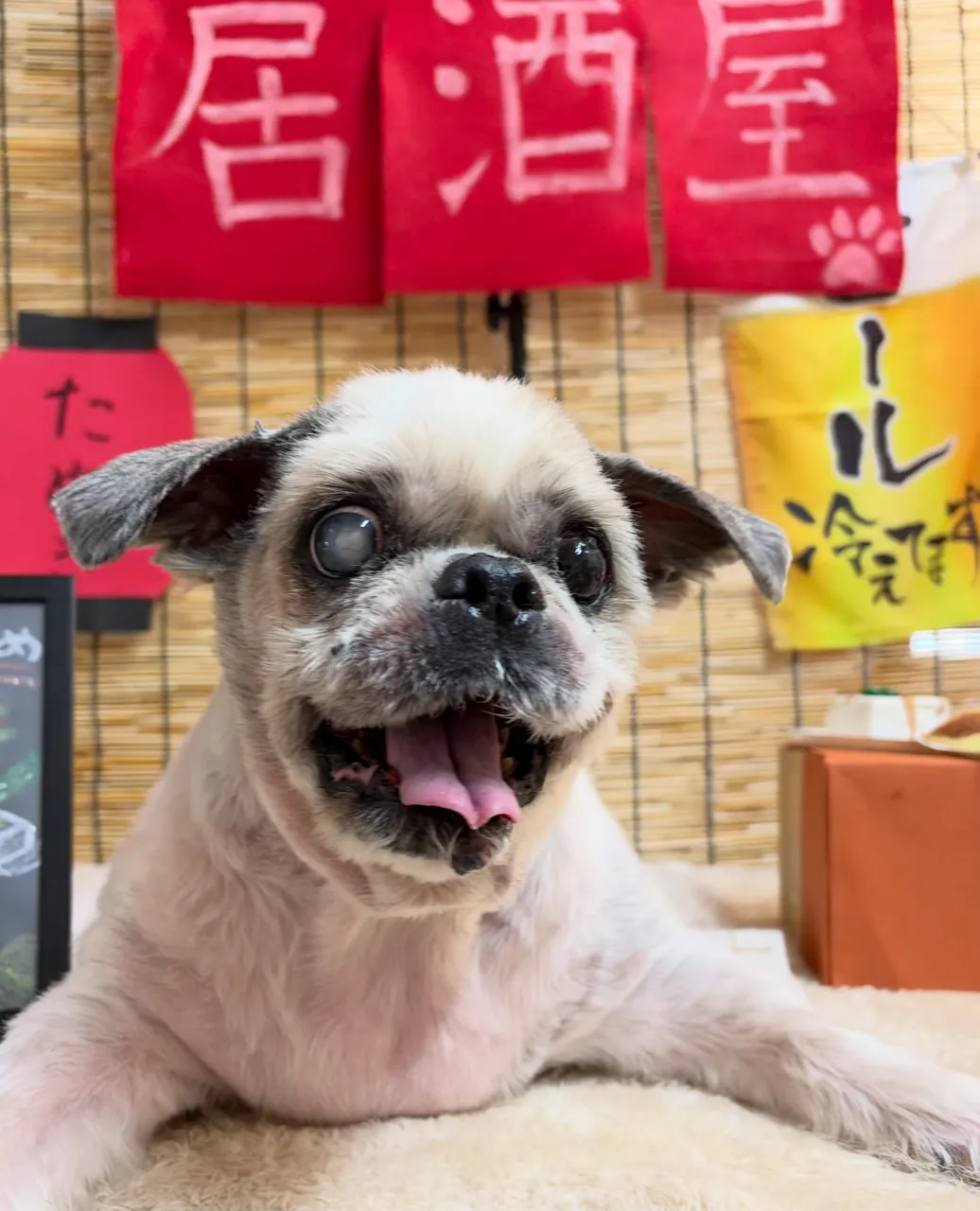 🍃9/23のトリミング🍃シーズー🐶｜名東区・千種区・守山区の...