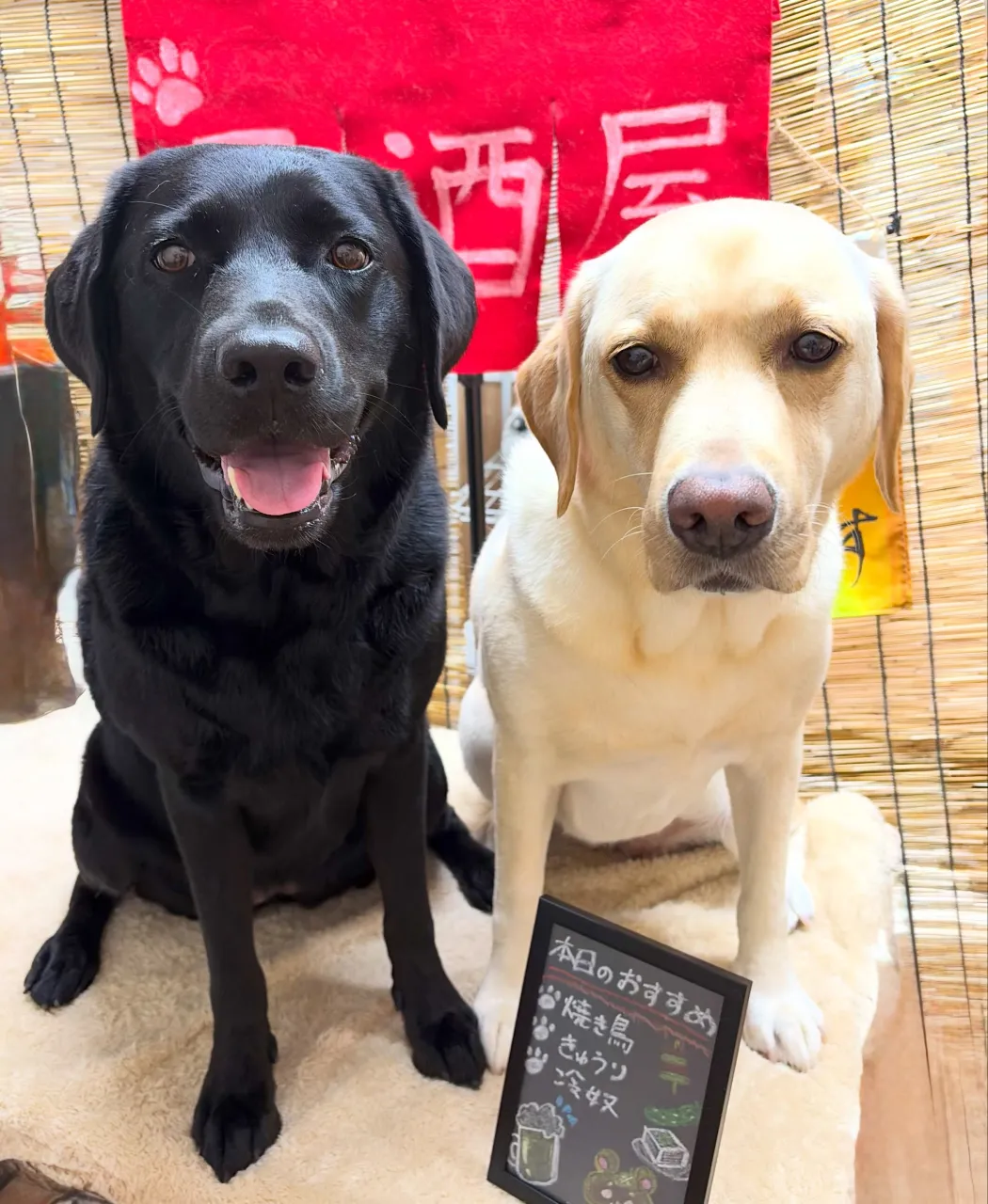 🍃9/23のトリミング🍃ラブラドールレトリバー🐶｜名東区・千...