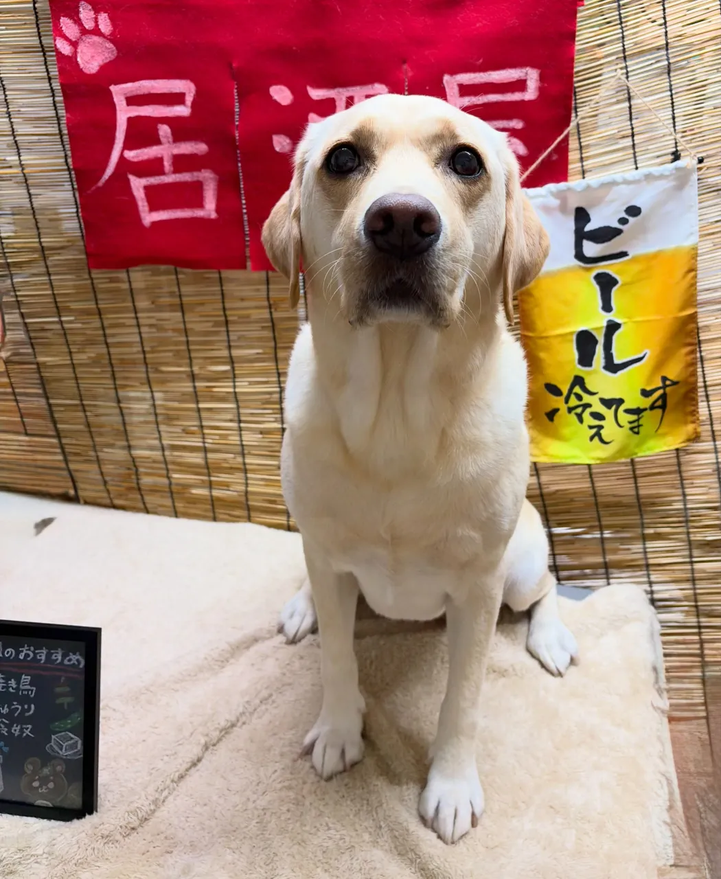 🍃9/23のトリミング🍃ラブラドールレトリバー🐶｜名東区・千...