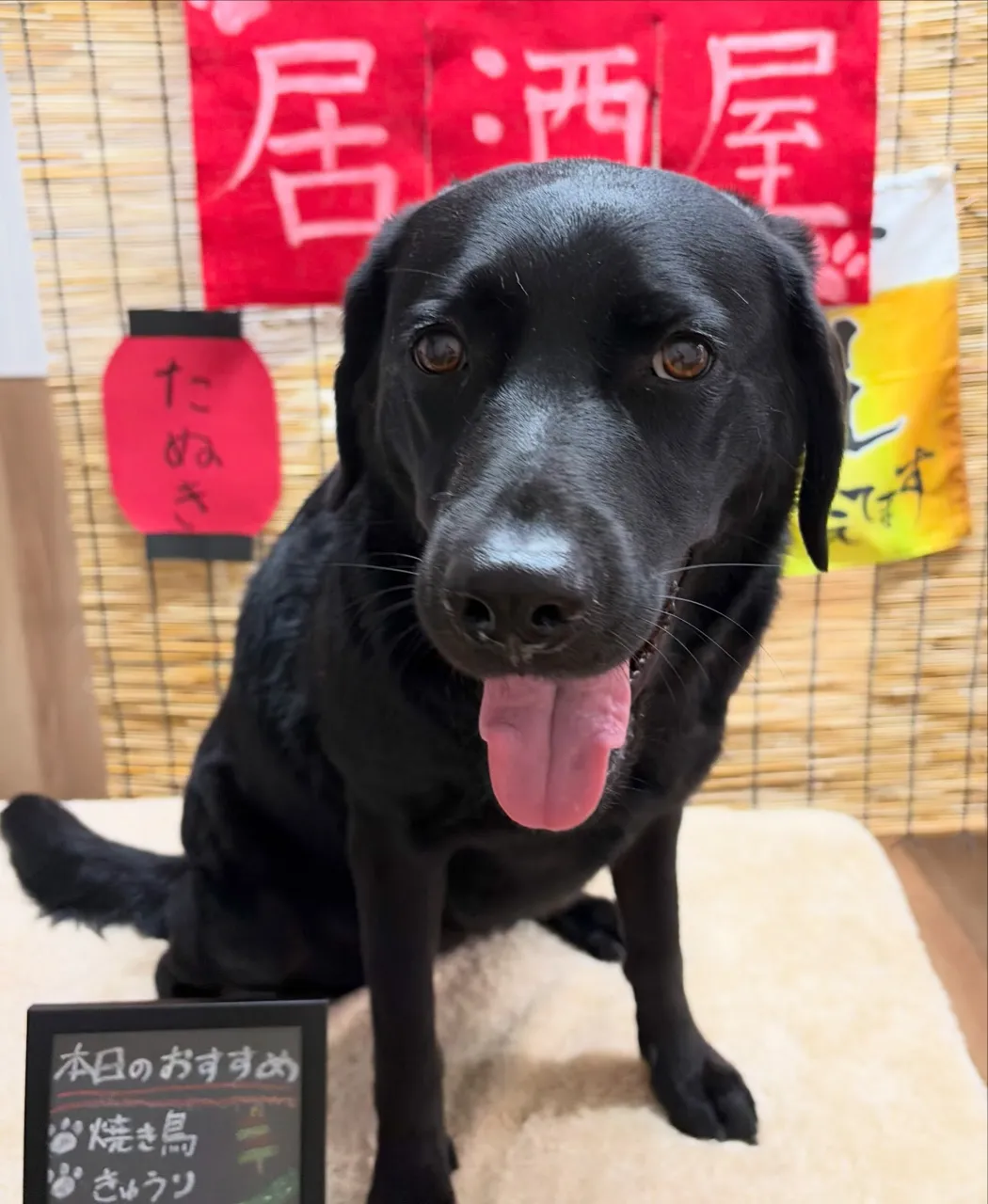 🍃9/23のトリミング🍃ラブラドールレトリバー🐶｜名東区・千...