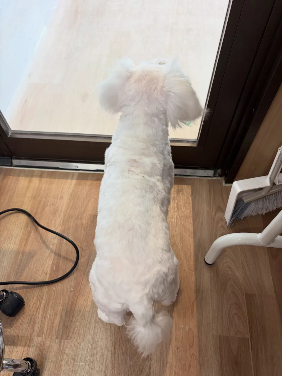 🍃9/23のトリミング🍃ミニチュアシュナウザー🐶｜名東区・千...