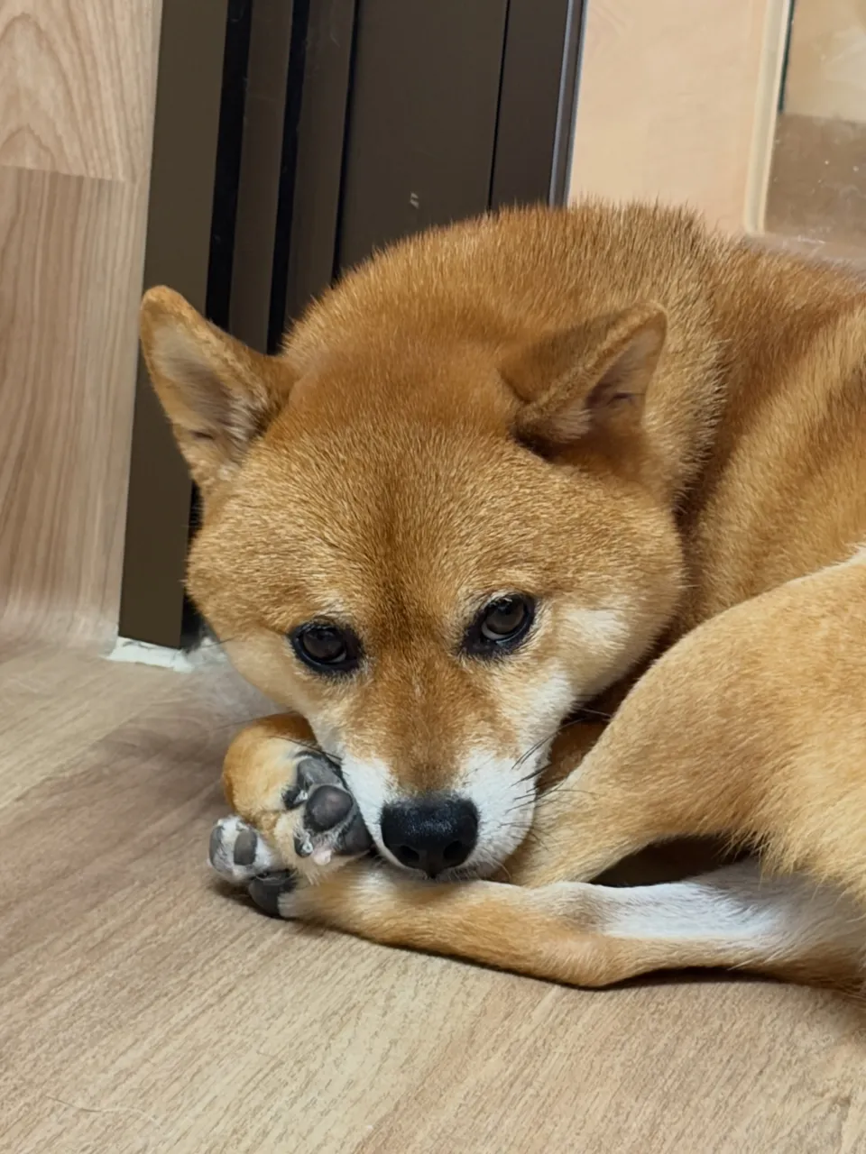 🍃9/25のトリミング🍃柴犬🐶|名東区・千種区・守山区の動物...