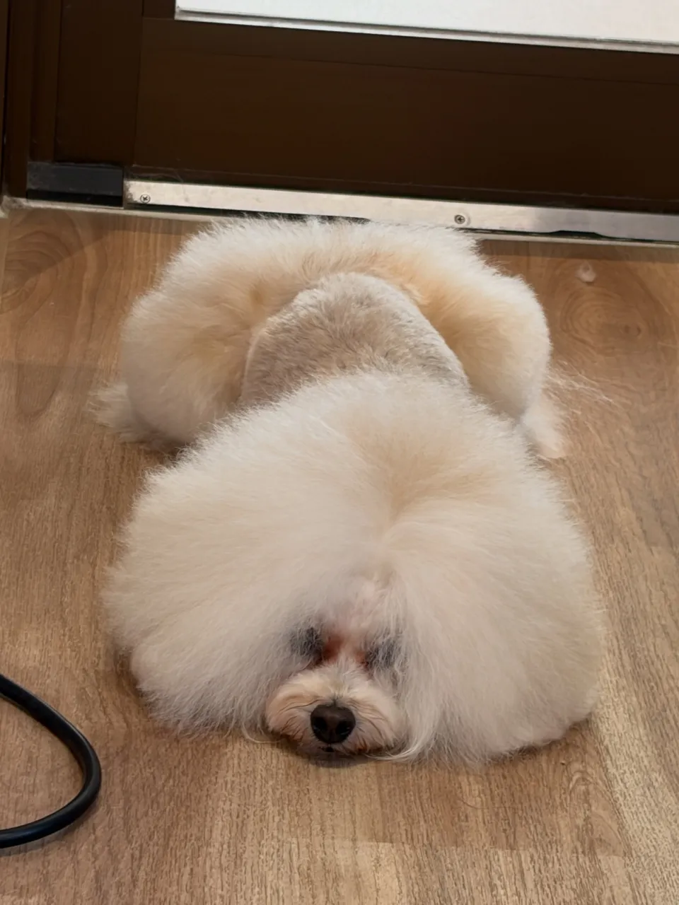 🍃9/25のトリミング🍃プードル🐶|名東区・千種区・守山区の...