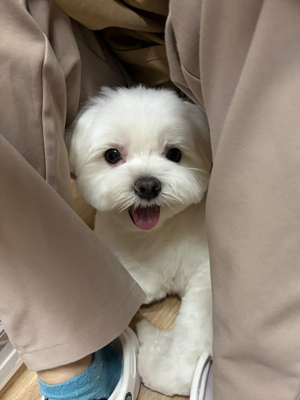 🍃9/25のトリミング🍃マルチーズ🐶｜名東区・千種区・守山区...