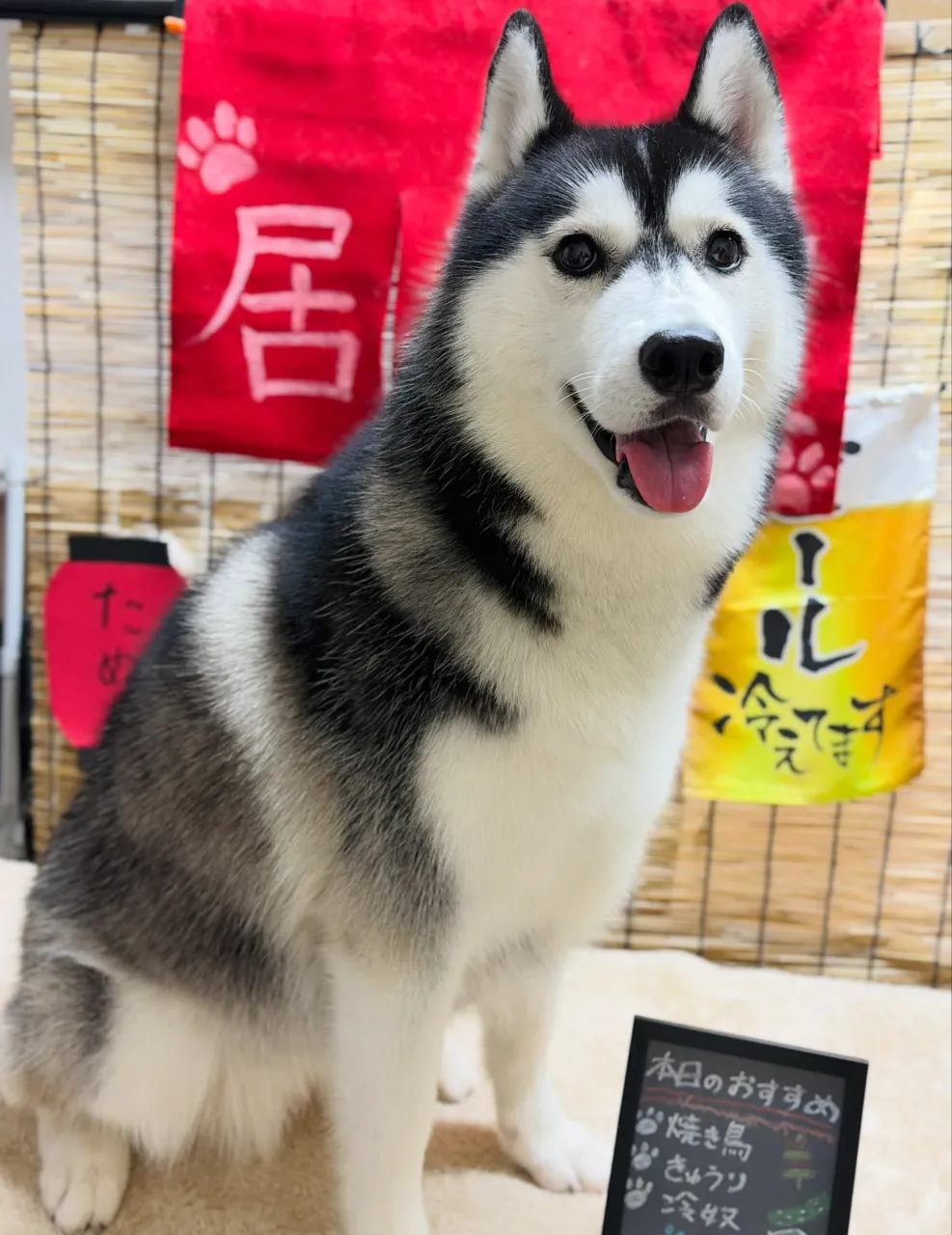 🍃9/25のトリミング🍃ハスキー🐶｜名東区・千種区・守山区の...