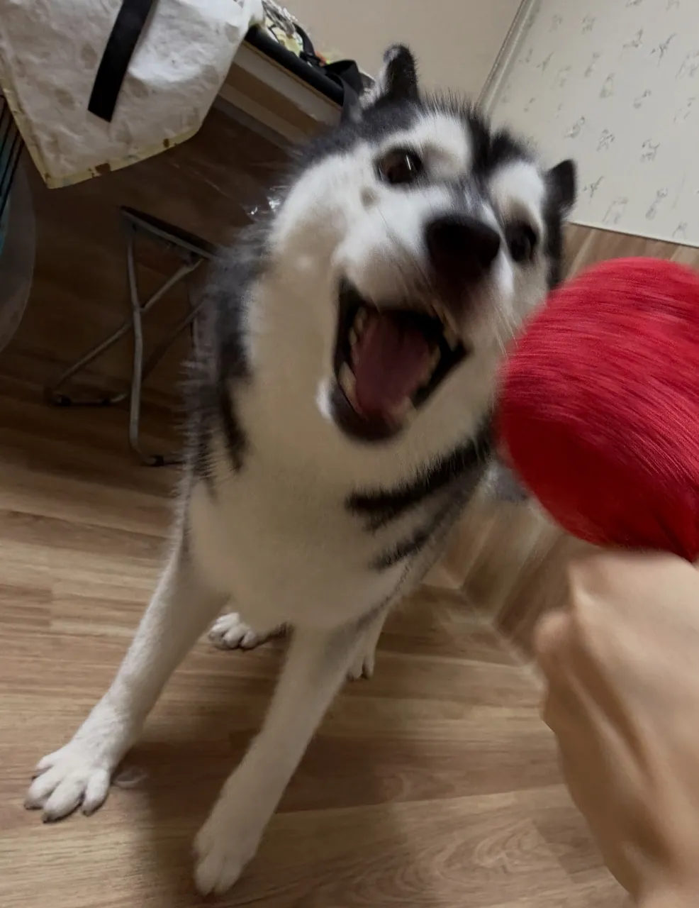 🍃9/25のトリミング🍃ハスキー🐶｜名東区・千種区・守山区の...