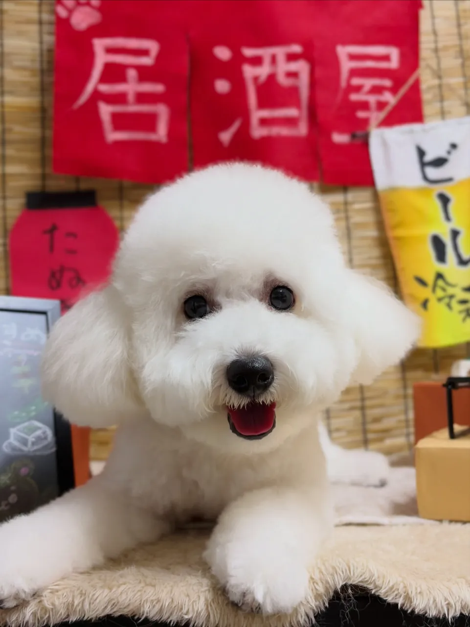🍃9/26のトリミング🍃ミックス犬🐶｜名東区・千種区・守山区...