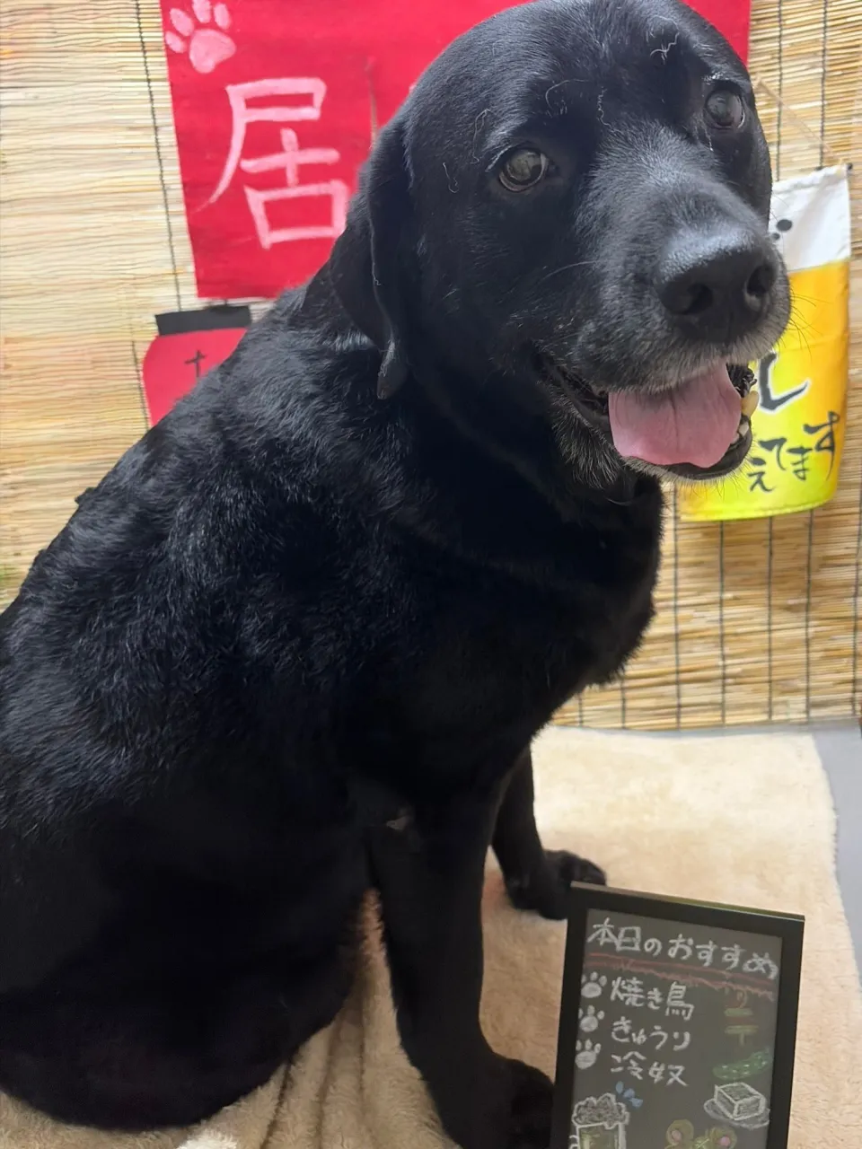 🍃9/26のトリミング🍃ラブラドールレトリバー🐶｜名東区・千...