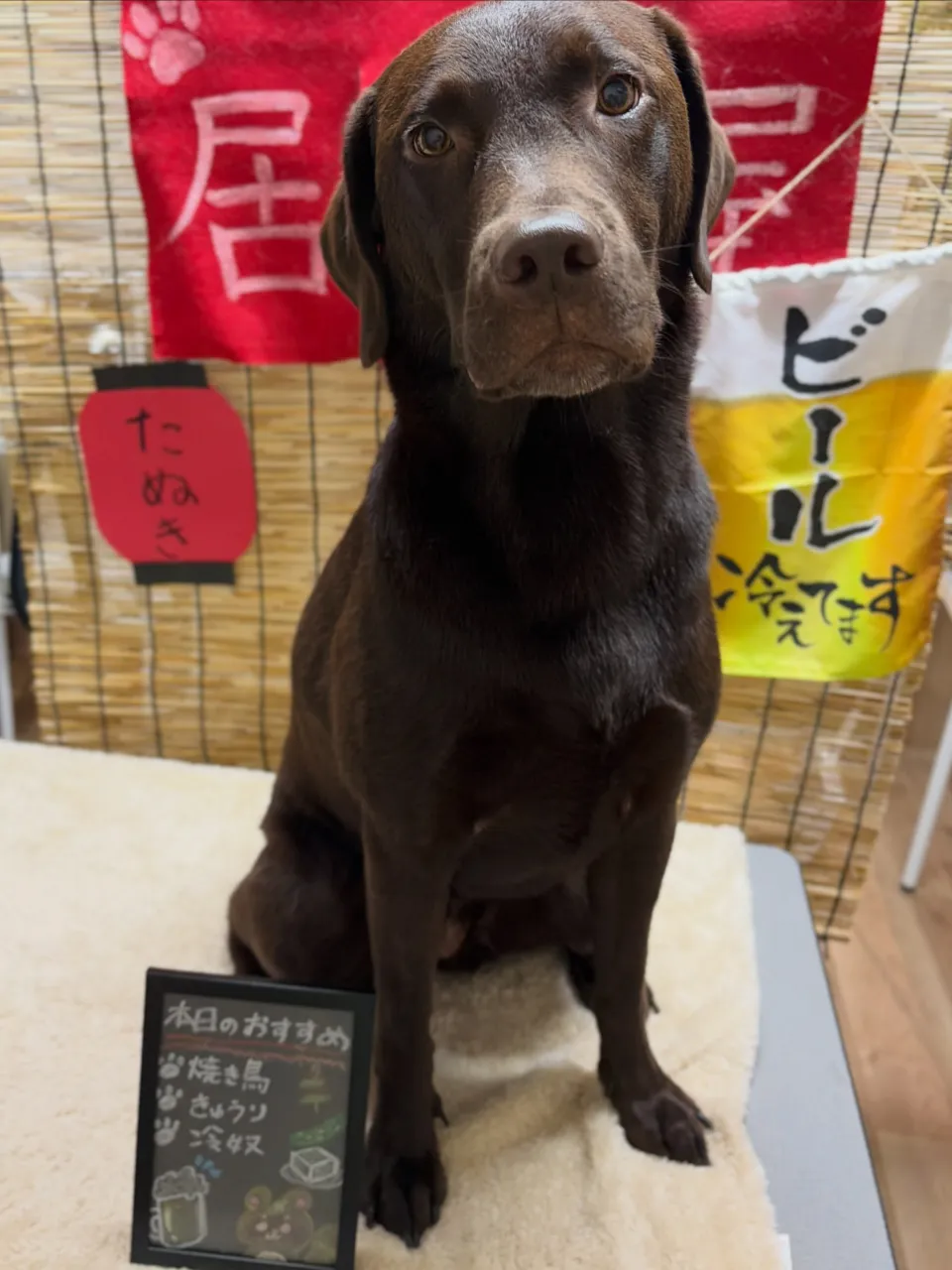🍃9/26のトリミング🍃ラブラドールレトリバー🐶｜名東区・千...