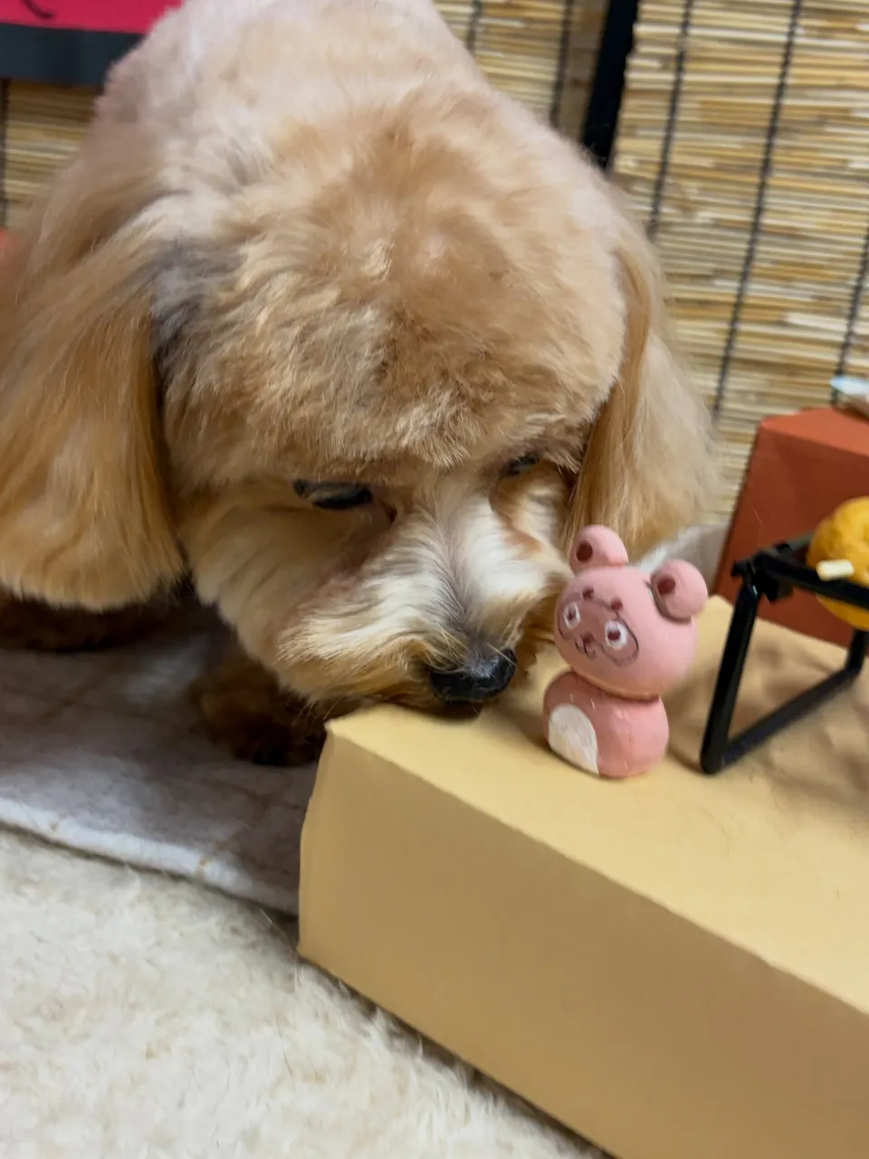 🍃9/27のトリミング🍃ミックス犬🐶｜名東区・千種区・守山区...