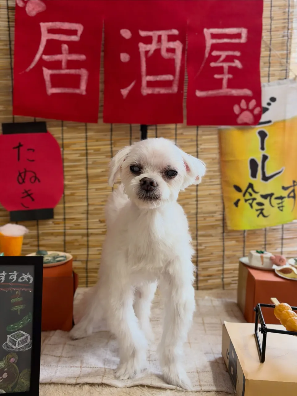 🍃9/29のトリミング🍃マルチーズ🐶チワワ🐶|名東区・千種区...