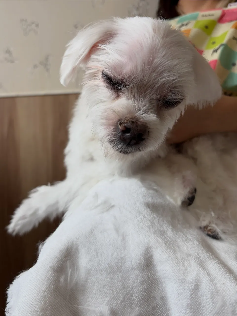 🍃9/29のトリミング🍃マルチーズ🐶チワワ🐶|名東区・千種区...