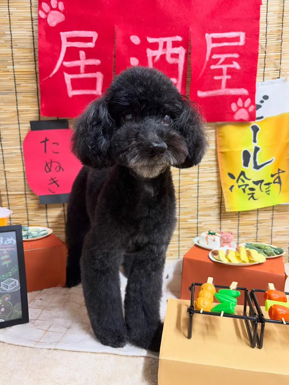 🍃9/27のトリミング🍃プードル🐶|名東区・千種区・守山区の...