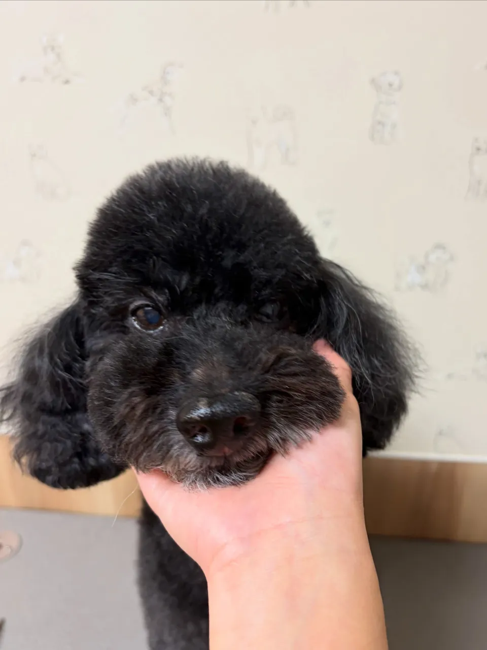 🍃9/27のトリミング🍃プードル🐶|名東区・千種区・守山区の...