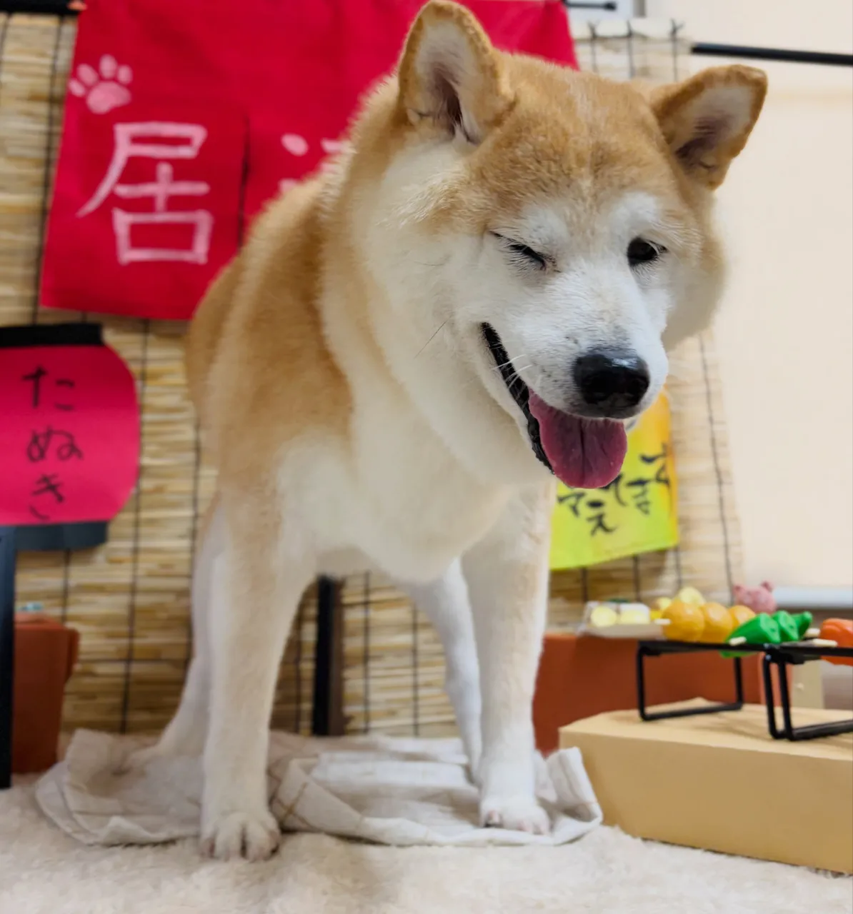 🍃9/28のトリミング🍃柴犬🐶｜名東区・千種区・守山区の動物...