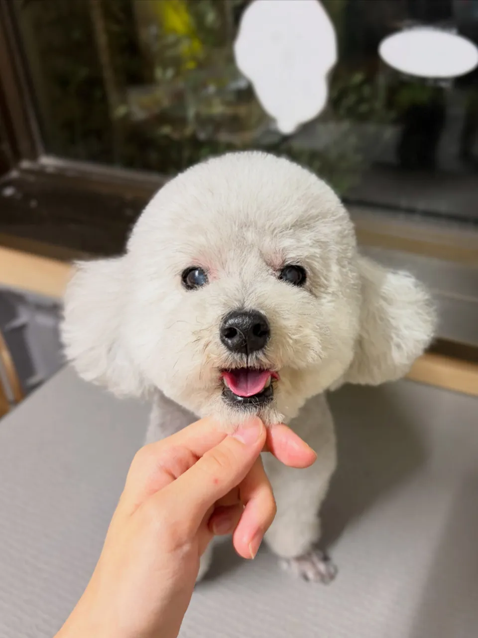 🍃9/28のトリミング🍃プードル🐶｜名東区・千種区・守山区の...