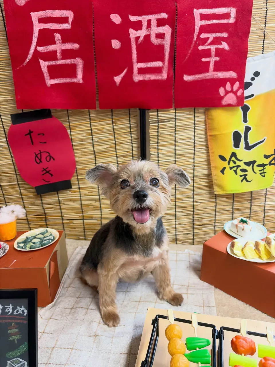 🍃9/29のトリミング🍃ヨークシャテリア🐶｜名東区・千種区・...