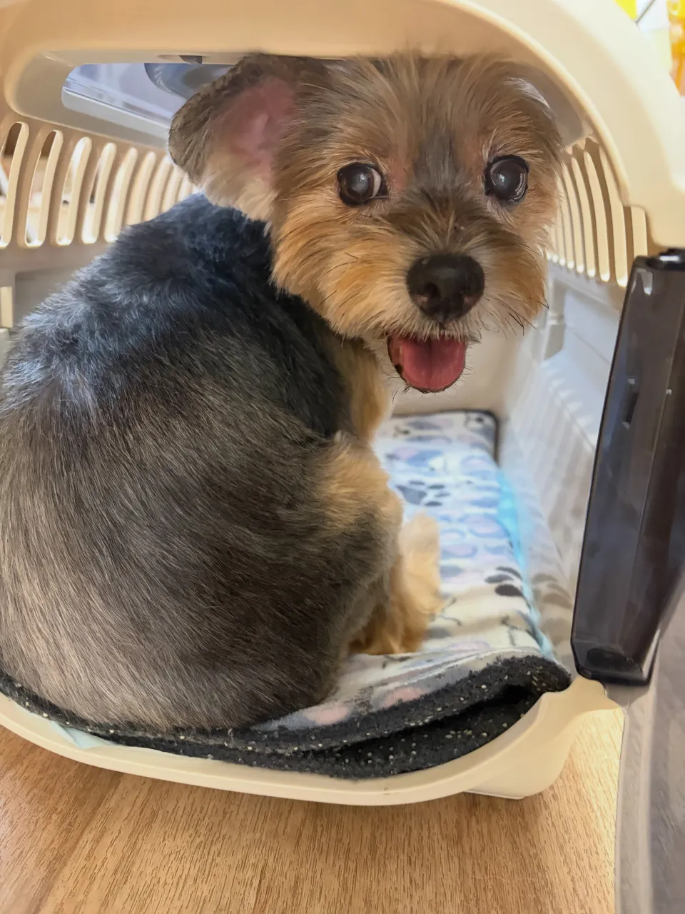 🍃9/29のトリミング🍃ヨークシャテリア🐶｜名東区・千種区・...