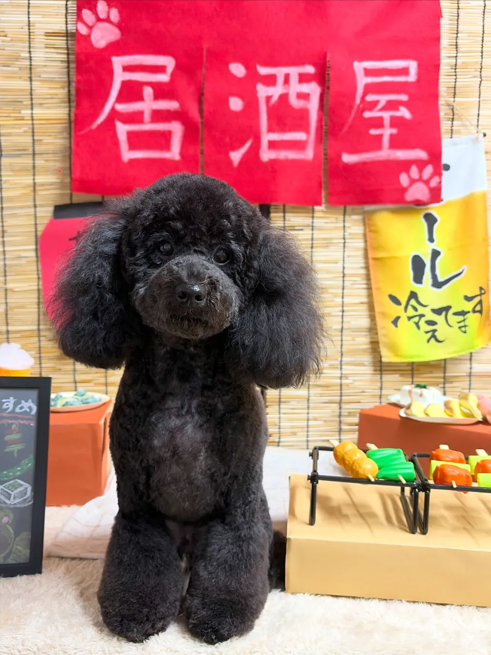 🍃9/29のトリミング🍃プードル 🐶|名東区・千種区・守山区...