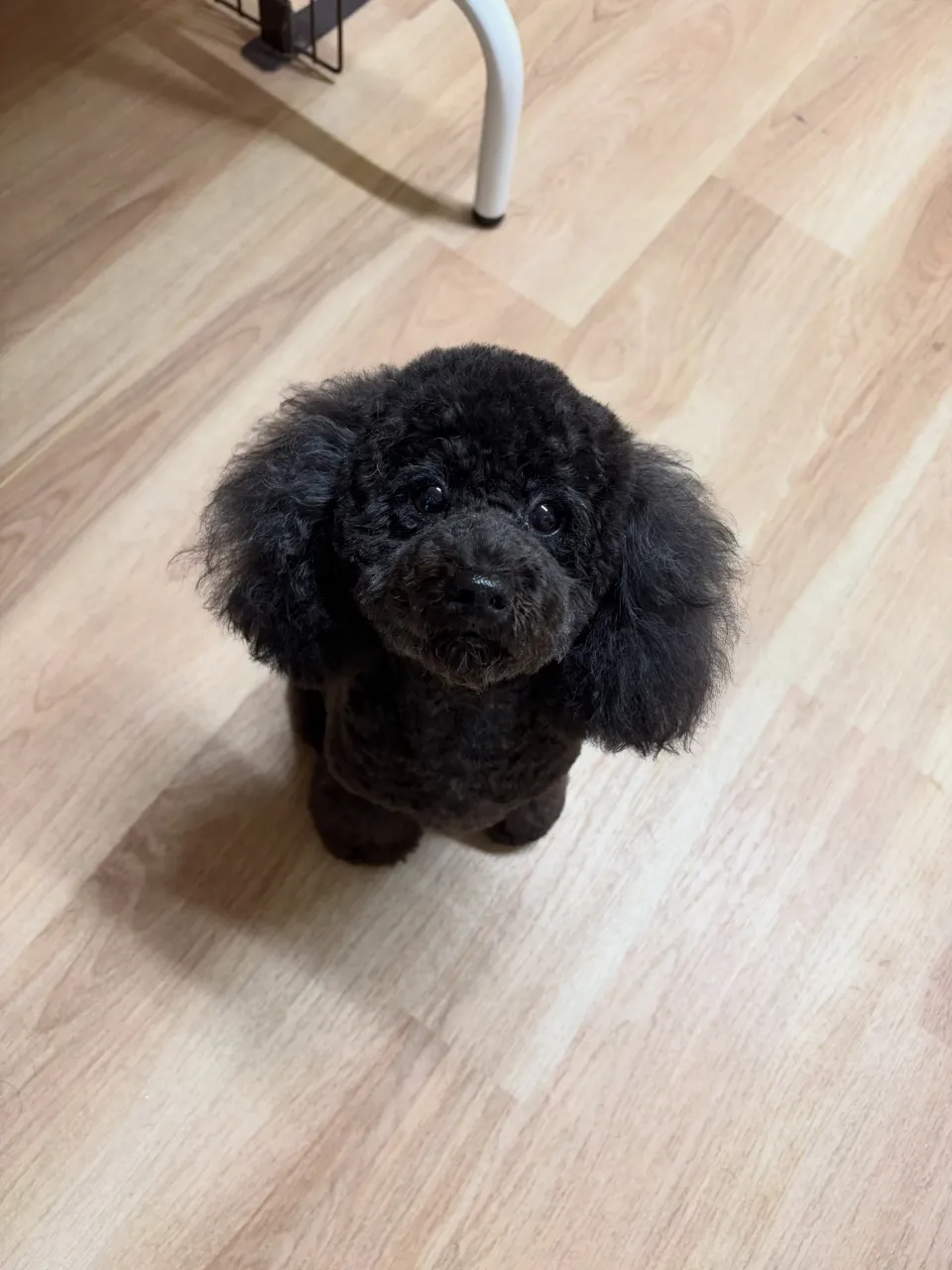 🍃9/29のトリミング🍃プードル 🐶|名東区・千種区・守山区...